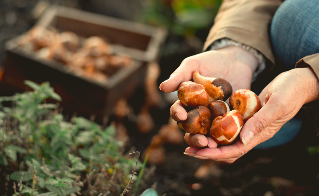 Torres Vedras em Festa: Viva o São Martinho na Quinta da Carlota