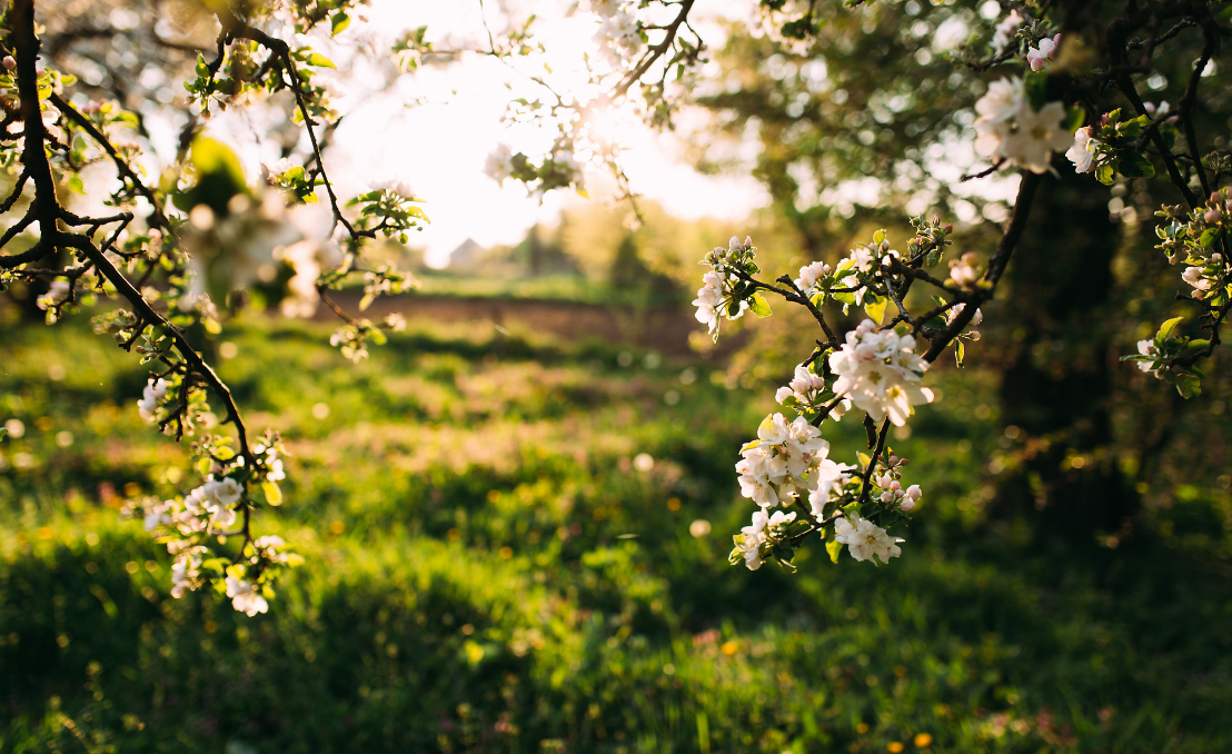 Ramos com flores brancas de primavera num pomar, com luz dourada ao fundo e campo verde desfocado.