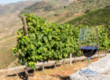 Copa de vino tinto con viñedo y paisaje rural al fondo