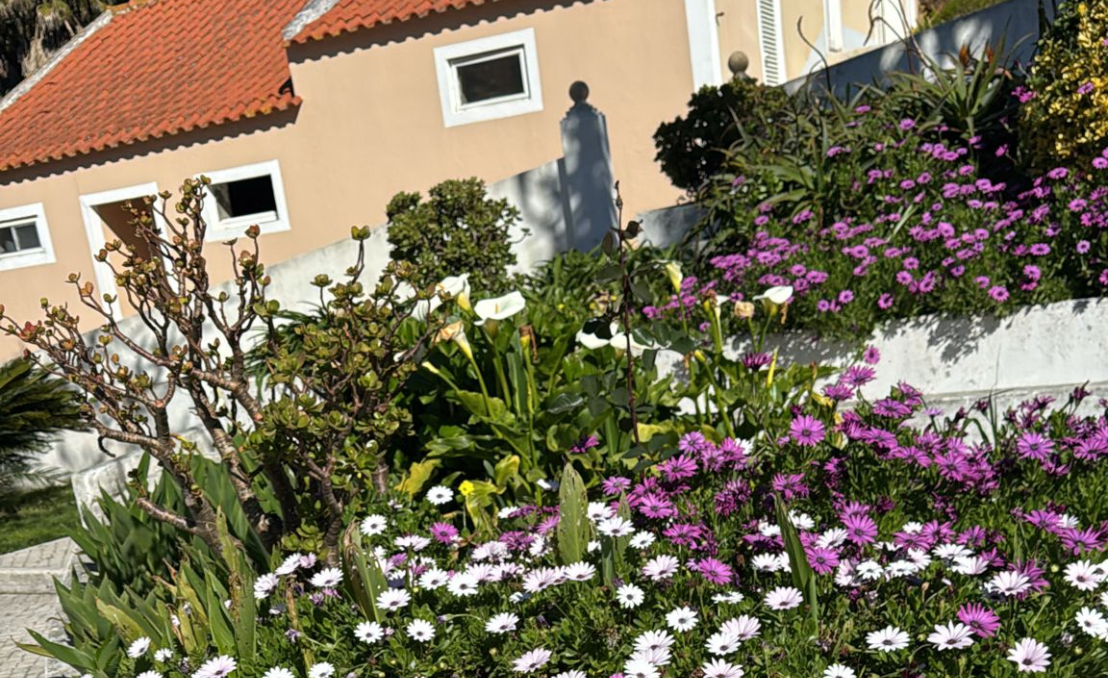 Blooming garden with daisies and plants next to a rural house