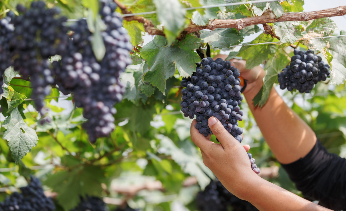Vindima de uvas tintas numa vinha na região de Torres Vedras