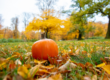 Pumpkin among autumn leaves in Torres Vedras