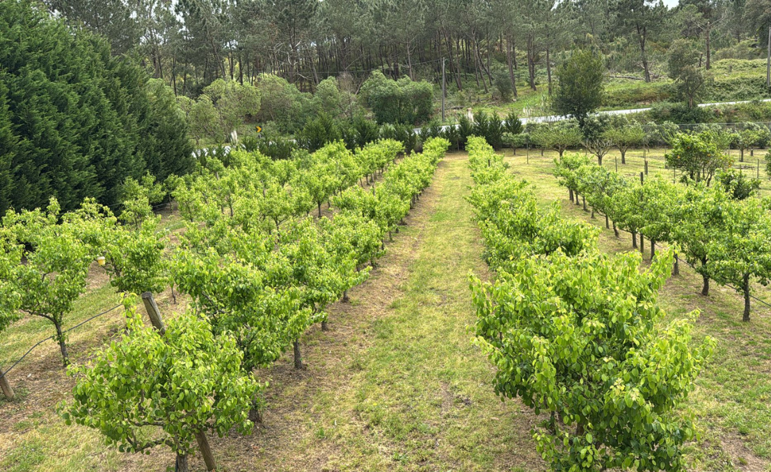 Orchard at Quinta da Carlota surrounded by greenery and woodland